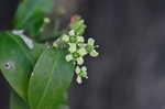 Climbing euonymus